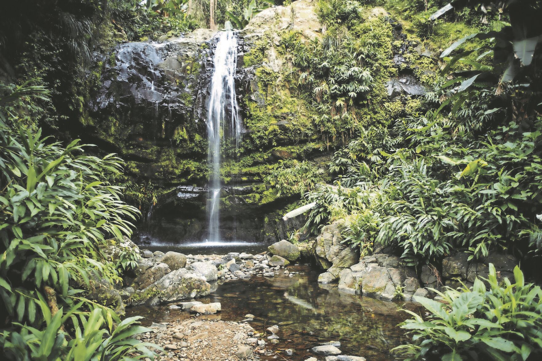 ciales